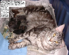 VIOLETTA OF COONPALS & LITTER