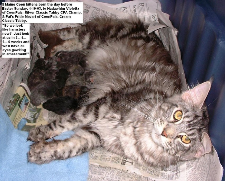 VIOLETTA OF COONPALS & LITTER