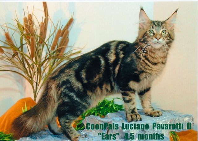 COONPALS LUCIANO PAVAROTTI II "EARS" 2