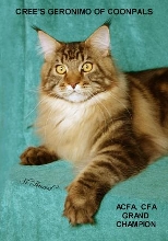 GCH CREE'S GERONIMO OF COONPALS