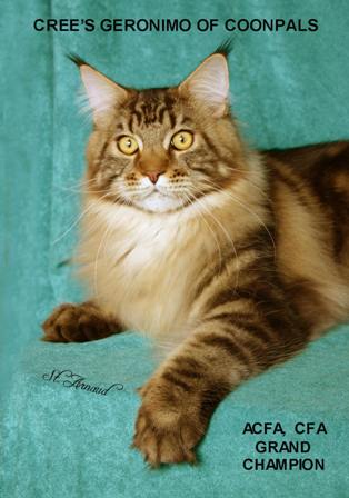 GCH CREE'S GERONIMO OF COONPALS