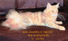 COONPALS FROSTY THE SNOWCOON