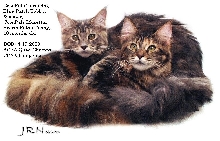 COONPALS MUSETTA & TURANDOT