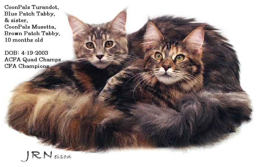 COONPALS MUSETTA & TURANDOT