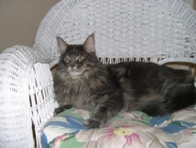 COONPALS NORMAN