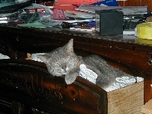 Jazz