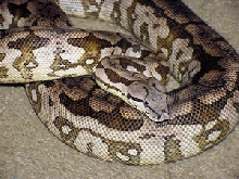 hypo female