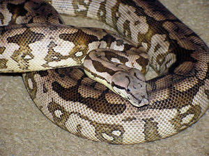 hypo female