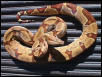 01 Hypo F (1)