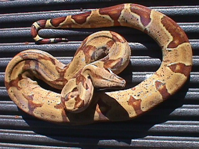 01 Hypo F (1)