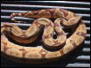 01 Hypo F (2)