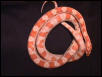 Orange Candy Cane