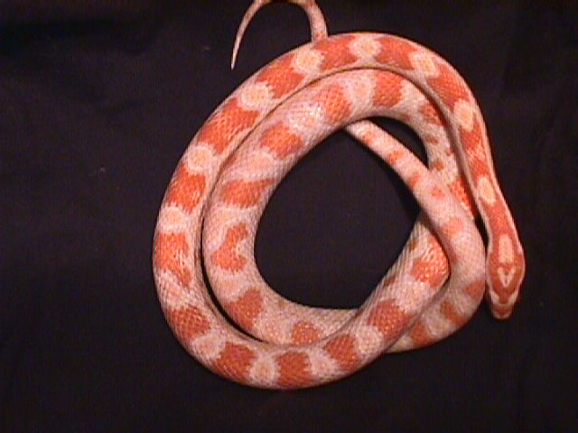 Orange Candy Cane