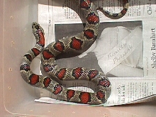 Durango Mtn Female