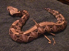 Gaboon female