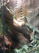Basilisk 1?