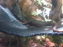 Basilisk 2?