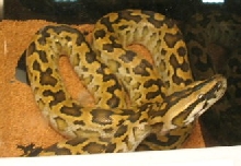 Bateater X Burm