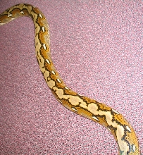'03 Aberrant Retic