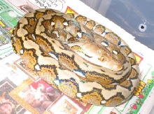 '03 Aberrant Retic