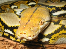 Silver-eyed Ambon