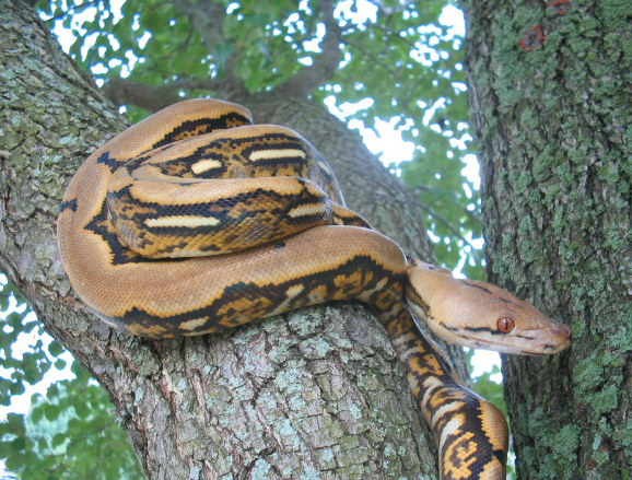 '04 Striped Tiger