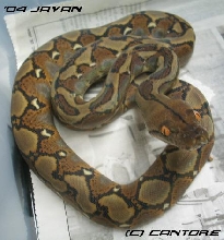 '04 Javan Retic
