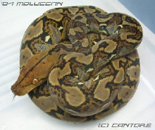 '04 Moluccan Retic