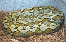 '03 Sulawesi Retic
