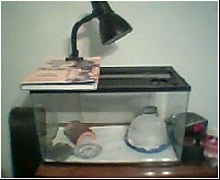 mysetup