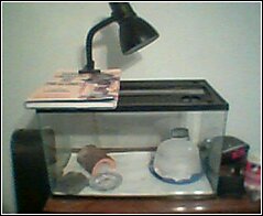 mysetup