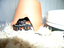 Oregon Red-Spotted Garter