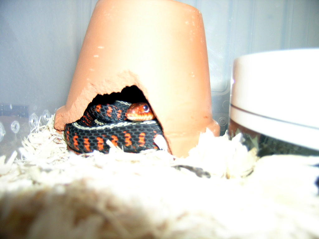 Oregon Red-Spotted Garter