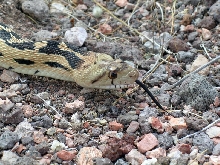 Great Basin Gopher Snake