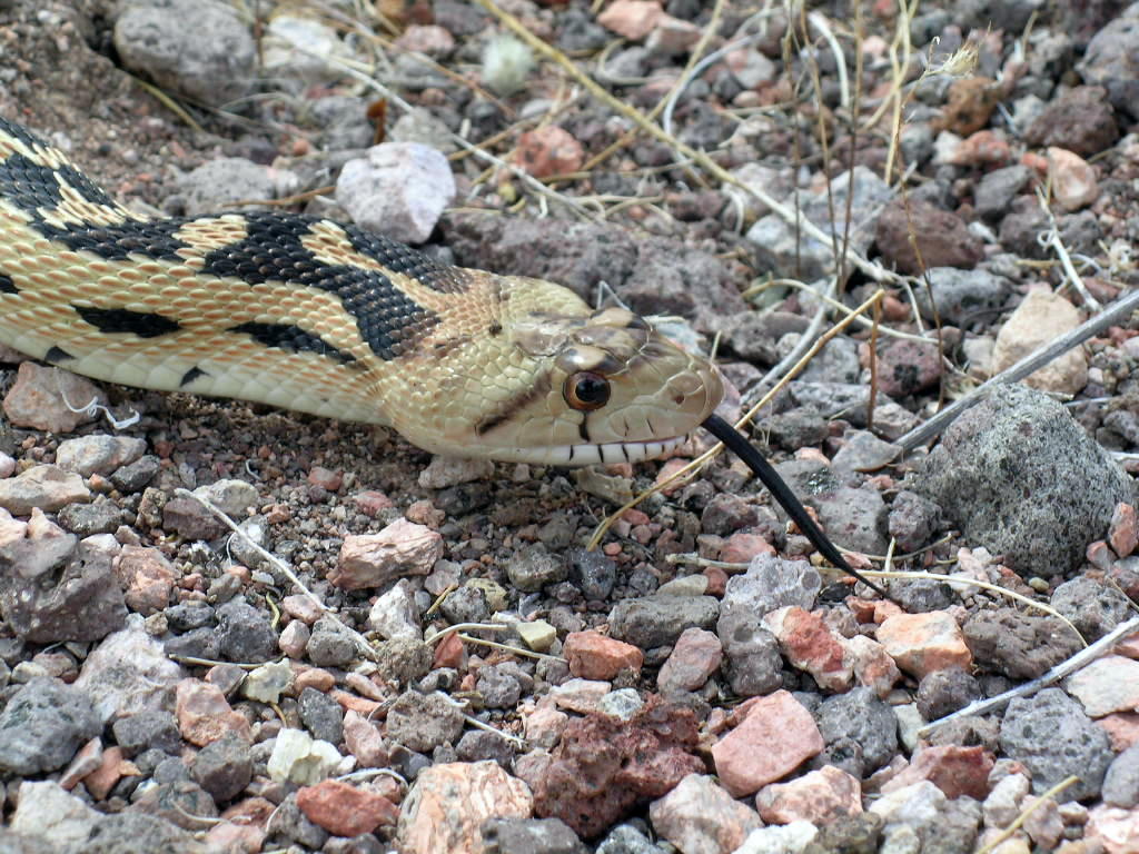 Great Basin Gopher Snake
