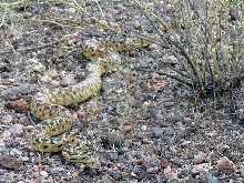 Great Basin Gopher Snake