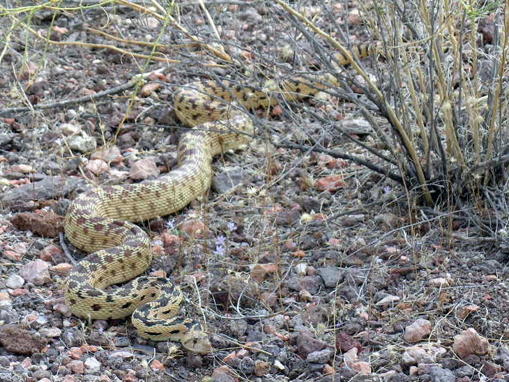 Great Basin Gopher Snake