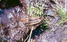 Rana pipiens