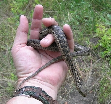 Thamnophis elegans vagrans