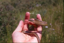 Wandering Garter
