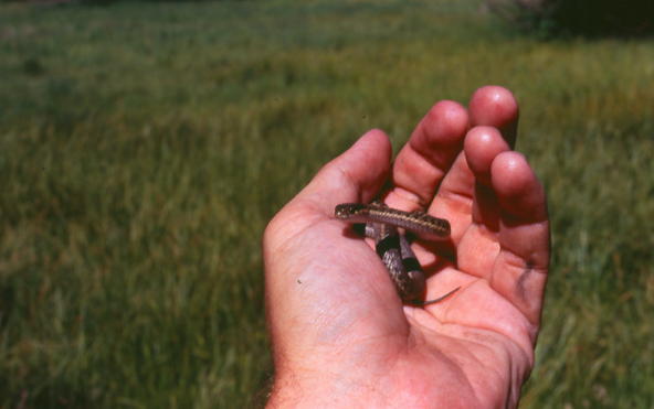 Wandering Garter