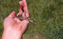 Wandering Garter