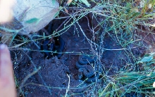 Wandering Garters