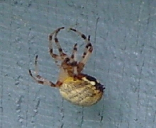 What am I? (in Alaska)