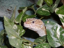 Dragon_