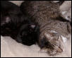 Romeow and Fiver
