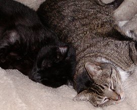 Romeow and Fiver