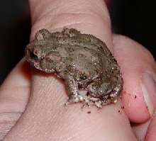 Trevor