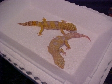 Male albino breeders