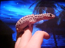 Roxy reverse stripe female